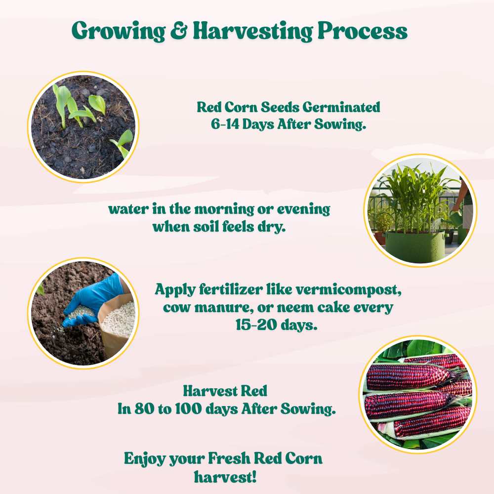 Red Corn Seeds - (50 Seeds) (लाल मक्का के बीज) Premium Quality / High-Yield Seeds for Home Gardening