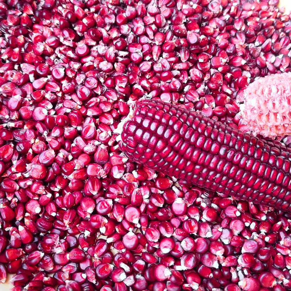 Red Corn Seeds - (50 Seeds) (लाल मक्का के बीज) Premium Quality / High-Yield Seeds for Home Gardening