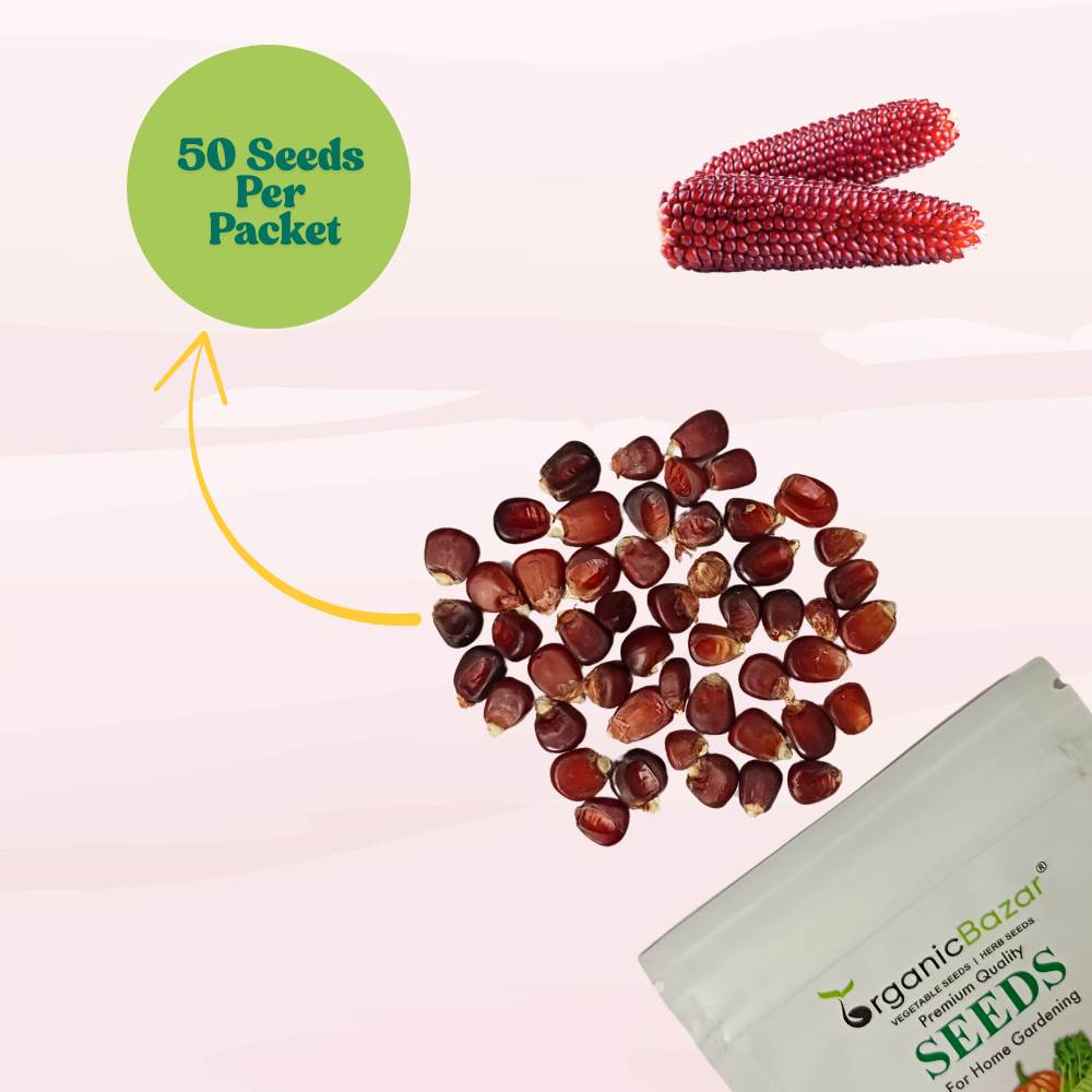 Red Corn Seeds - (50 Seeds) (लाल मक्का के बीज) Premium Quality / High-Yield Seeds for Home Gardening