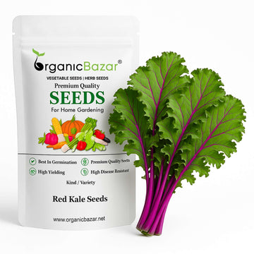 Red kale Seeds - 250 Seeds ( केल के बीज)