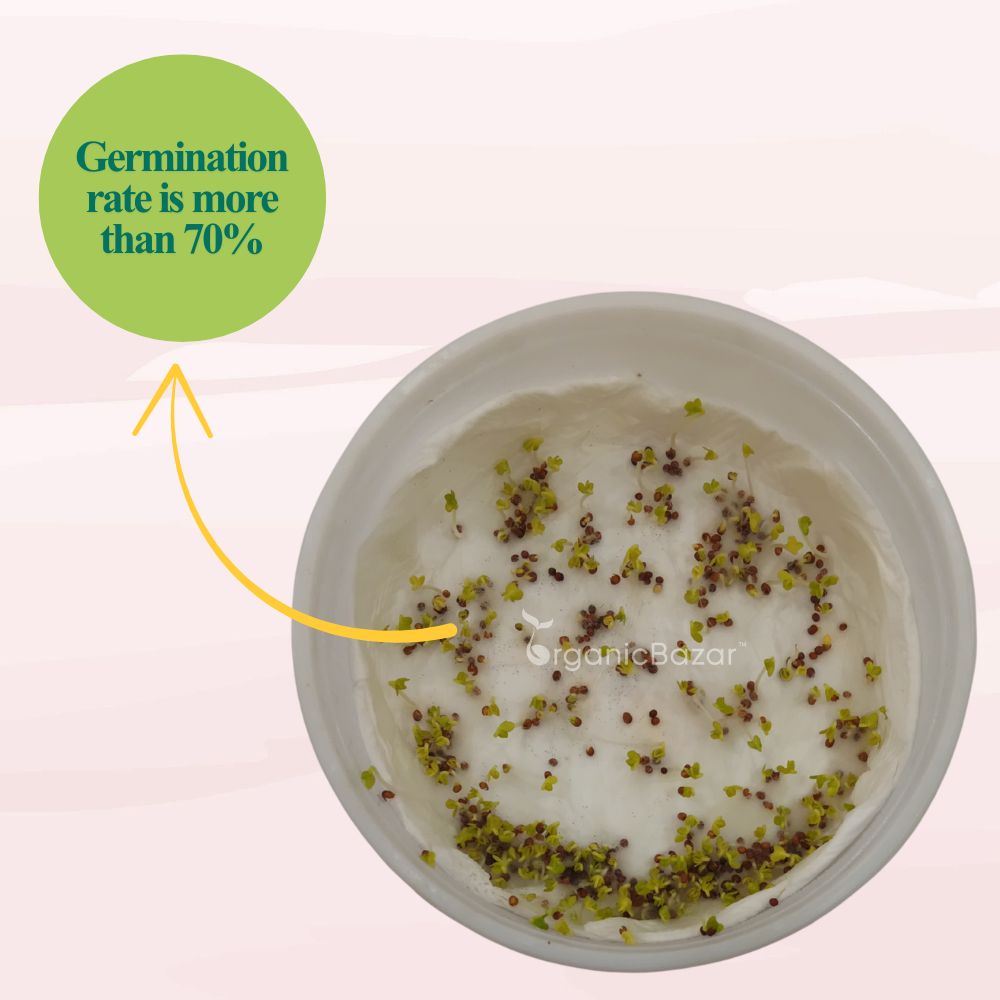 Red Mustard Microgreen Seeds - 10g