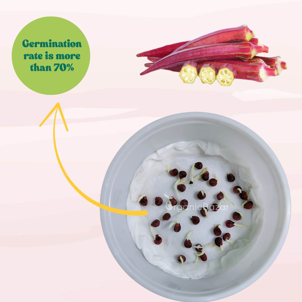 Red Okra (lal bhindi) Seeds - 30 Seeds (लाल भिंडी के बीज) Easy To grow, High Germination, High Yield Okra Seeds for Home Gardening