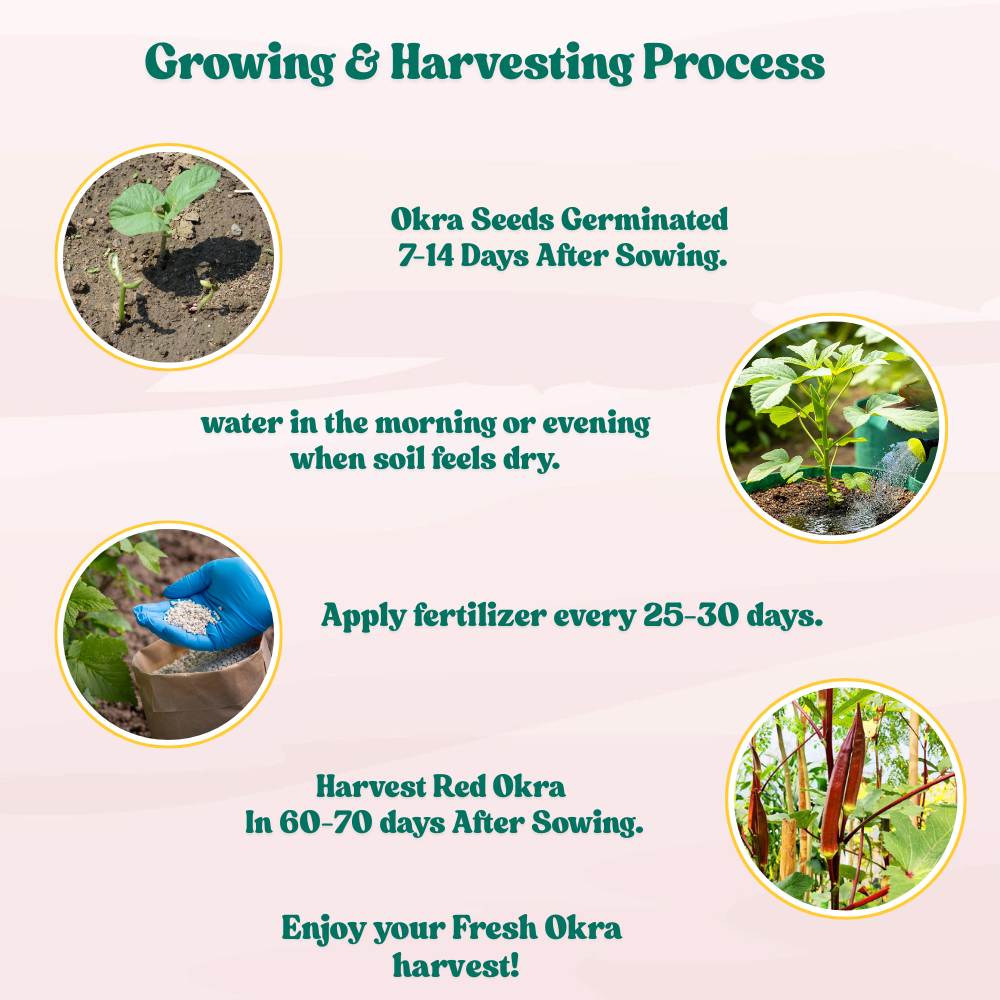 Red Okra (lal bhindi) Seeds - 30 Seeds (लाल भिंडी के बीज) Easy To grow, High Germination, High Yield Okra Seeds for Home Gardening