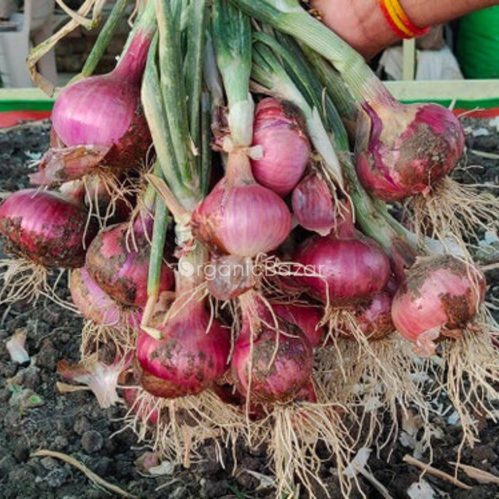 Red Onion (Lal Pyaj) Seeds - 400 Seeds (लाल प्याज के बीज) High Yield/High Germination/Best Seeds for Terrace Gardening