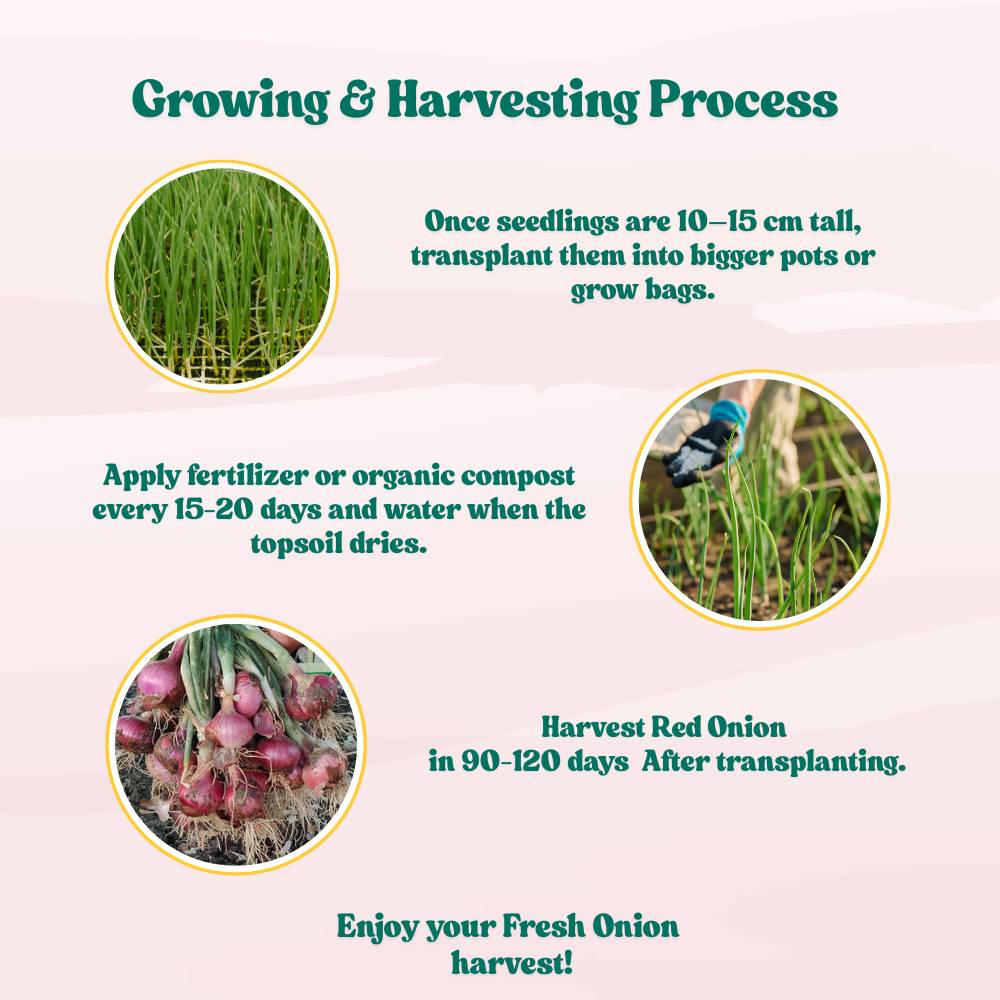 Red Onion (Lal Pyaj) Seeds - 400 Seeds (लाल प्याज के बीज) High Yield/High Germination/Best Seeds for Terrace Gardening