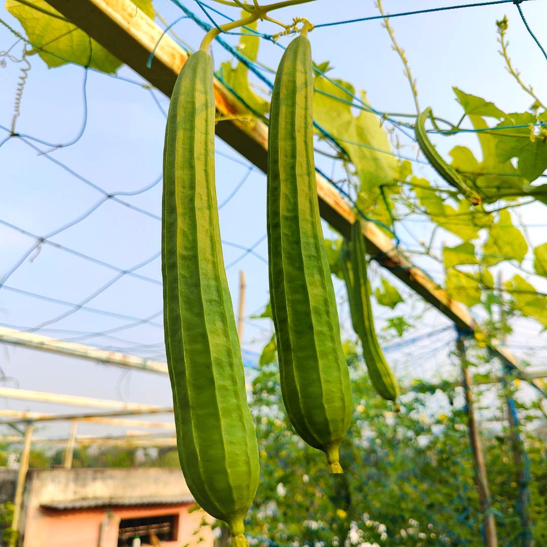 Ridge gourd or Luffa (Turai) Seeds - 12 Seeds (तुरई के बीज) Easy To grow, High Germination, High Yield Seeds for Home Gardening