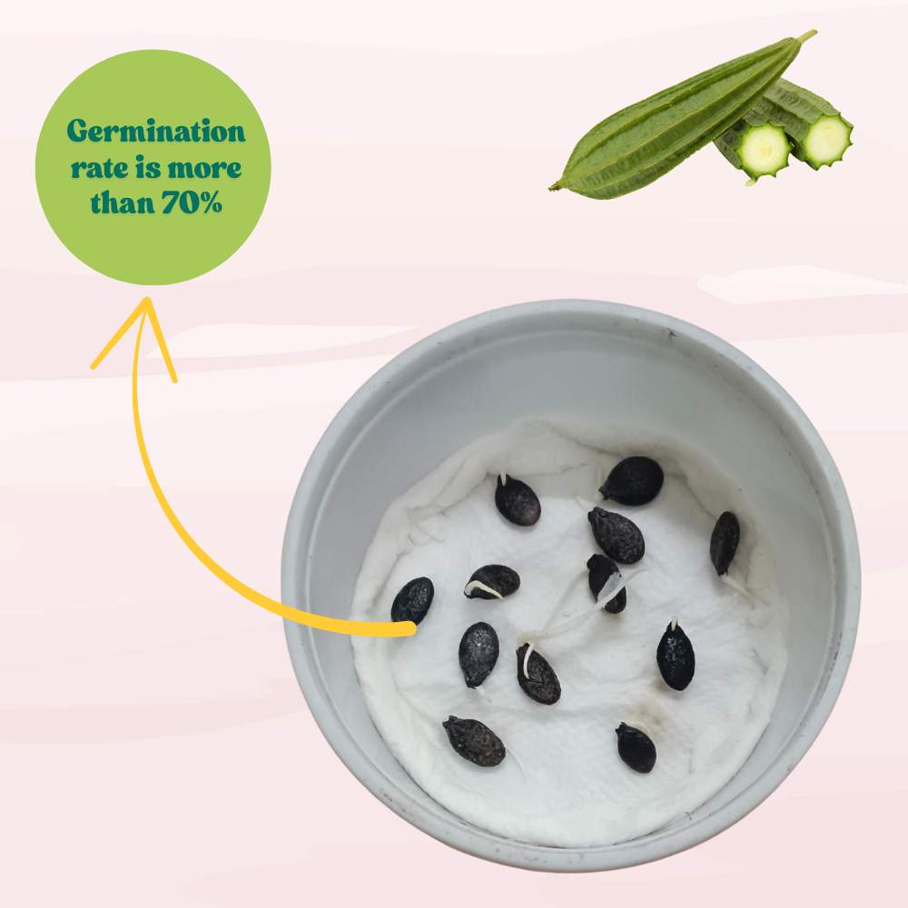 Ridge Gourd Dark Green Seeds - 12 Seeds (Luffa/Turai/तुरई के बीज) Easy To grow, High Germination, High Yield Seeds for Home Gardening