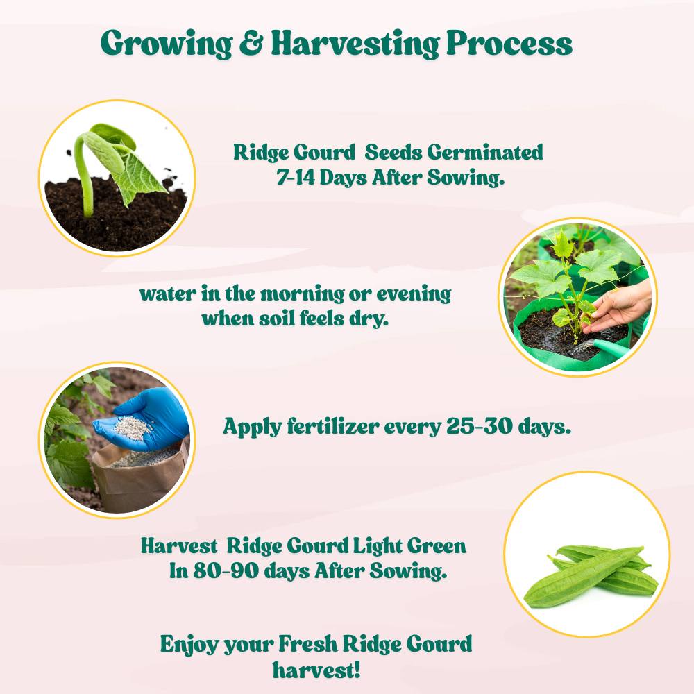 Ridge Gourd Light Green F1 Hybrid Seeds - 12 Seeds (Luffa/Turai/तुरई के बीज) Easy To grow, High Germination, High Yield Seeds for Home Gardening