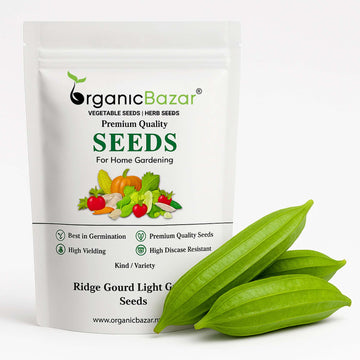 Ridge Gourd Light Green F1 Hybrid Seeds - 12 Seeds (Luffa/Turai/तुरई के बीज) Easy To grow, High Germination, High Yield Seeds for Home Gardening