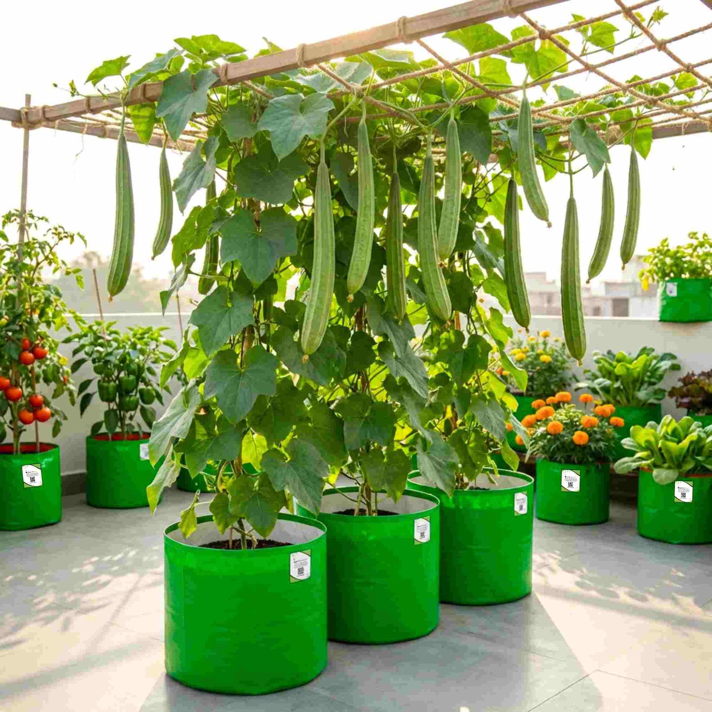 Ridge gourd or Luffa (Turai) Seeds - 12 Seeds (तुरई के बीज) Easy To grow, High Germination, High Yield Seeds for Home Gardening