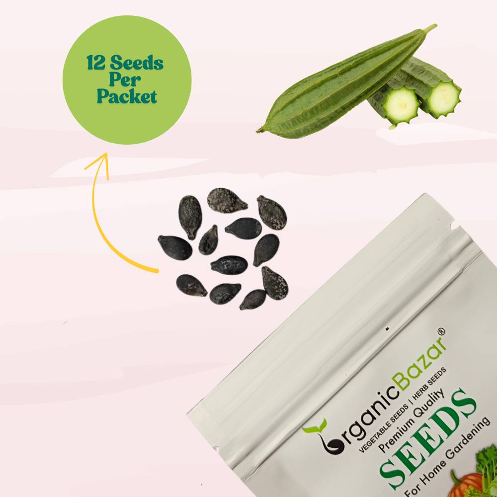 Ridge gourd or Luffa (Turai) Seeds - 12 Seeds (तुरई के बीज) Easy To grow, High Germination, High Yield Seeds for Home Gardening