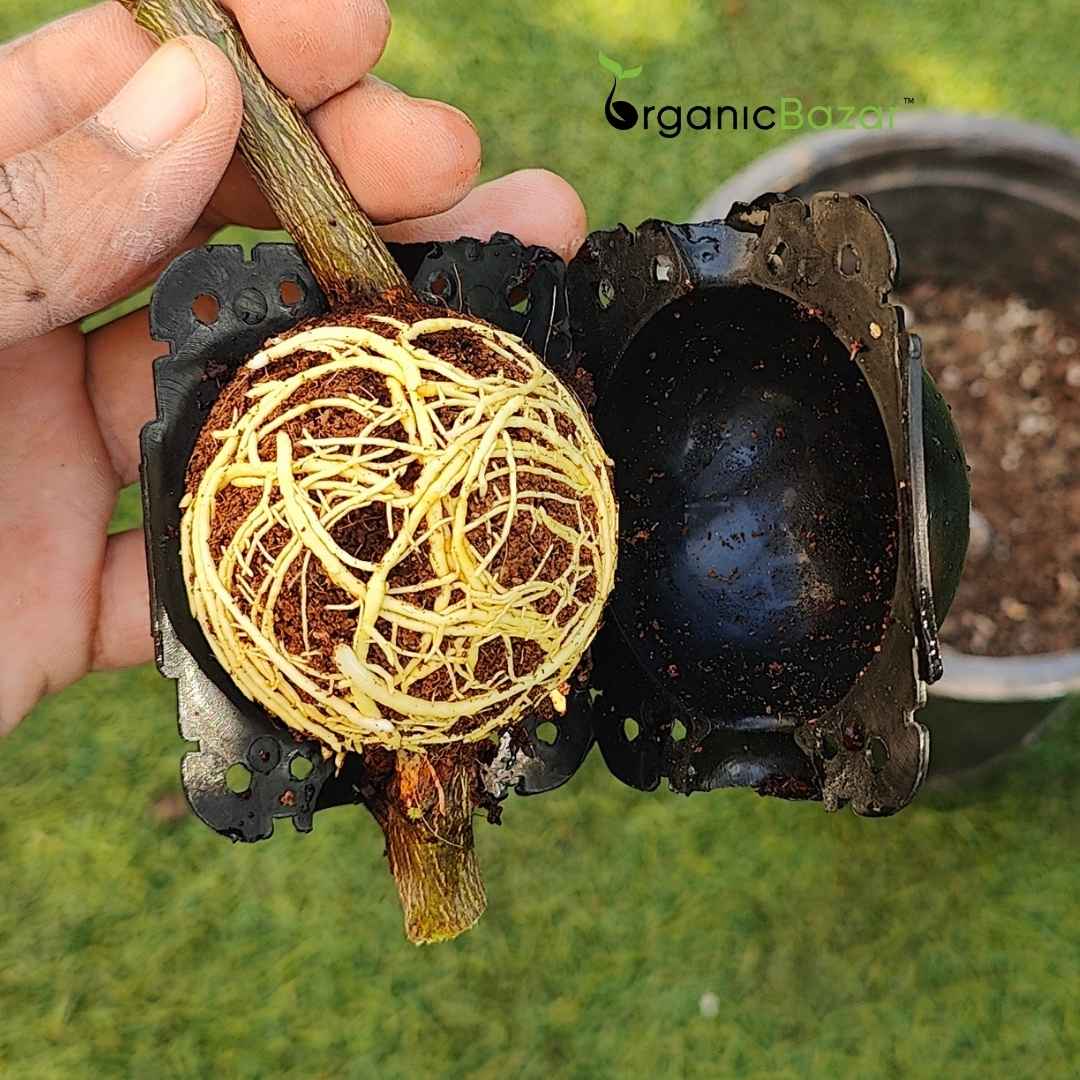 plant air layering tools Rooting Ball Tools for Plant Propagation (Set of 5) – Organicbazar