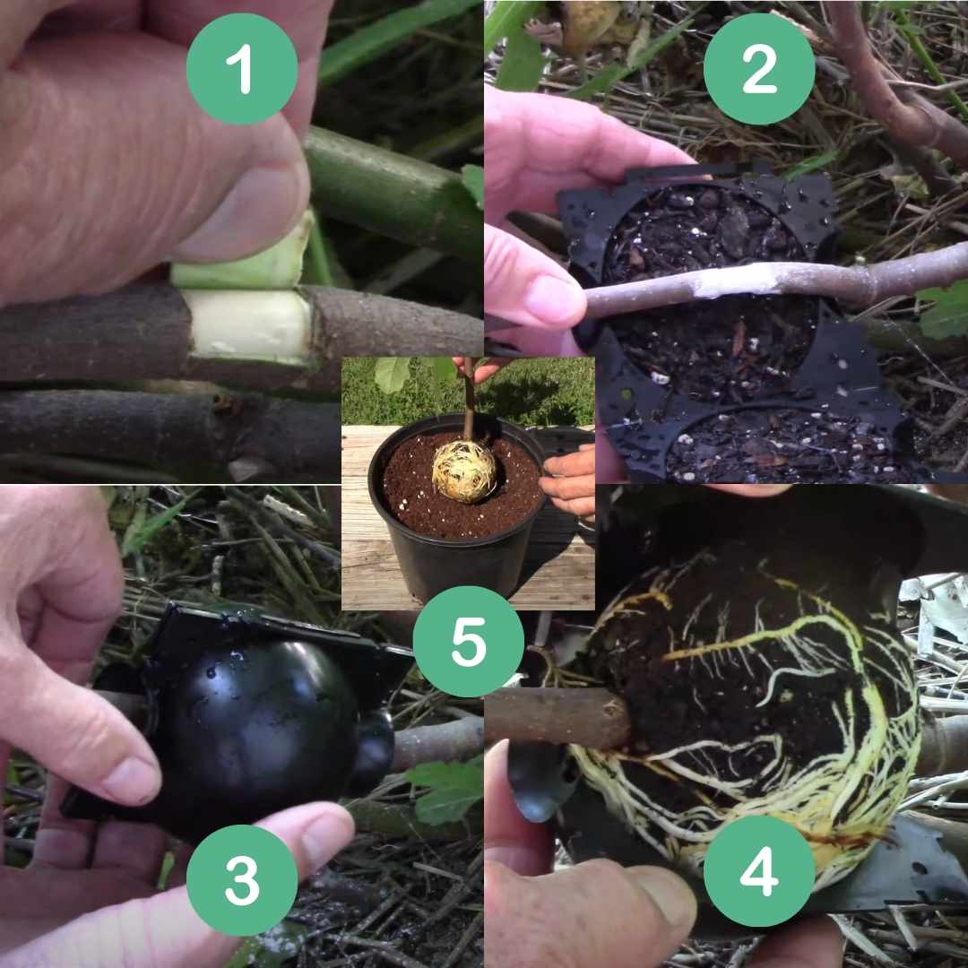 Rooting Ball Tools for Plant Propagation (Set of 5)