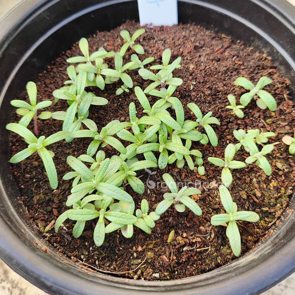 Rosemary Seeds - 100 Seeds (Gulmehndi/गुलमेंहदी के बीज) High-Germination Herb Seeds for Pots, Balcony & Home Garden