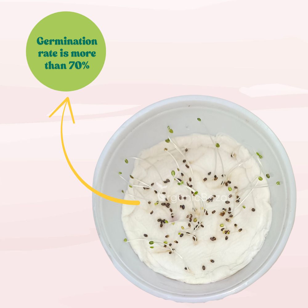 Rosemary Seeds - 100 Seeds (Gulmehndi/गुलमेंहदी के बीज) High-Germination Herb Seeds for Pots, Balcony & Home Garden