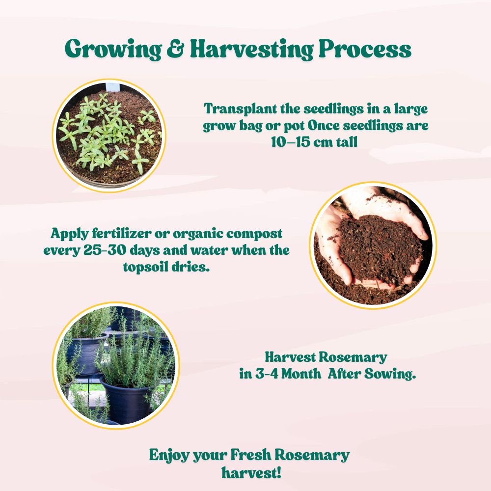 Rosemary Seeds - 100 Seeds (Gulmehndi/गुलमेंहदी के बीज) High-Germination Herb Seeds for Pots, Balcony & Home Garden