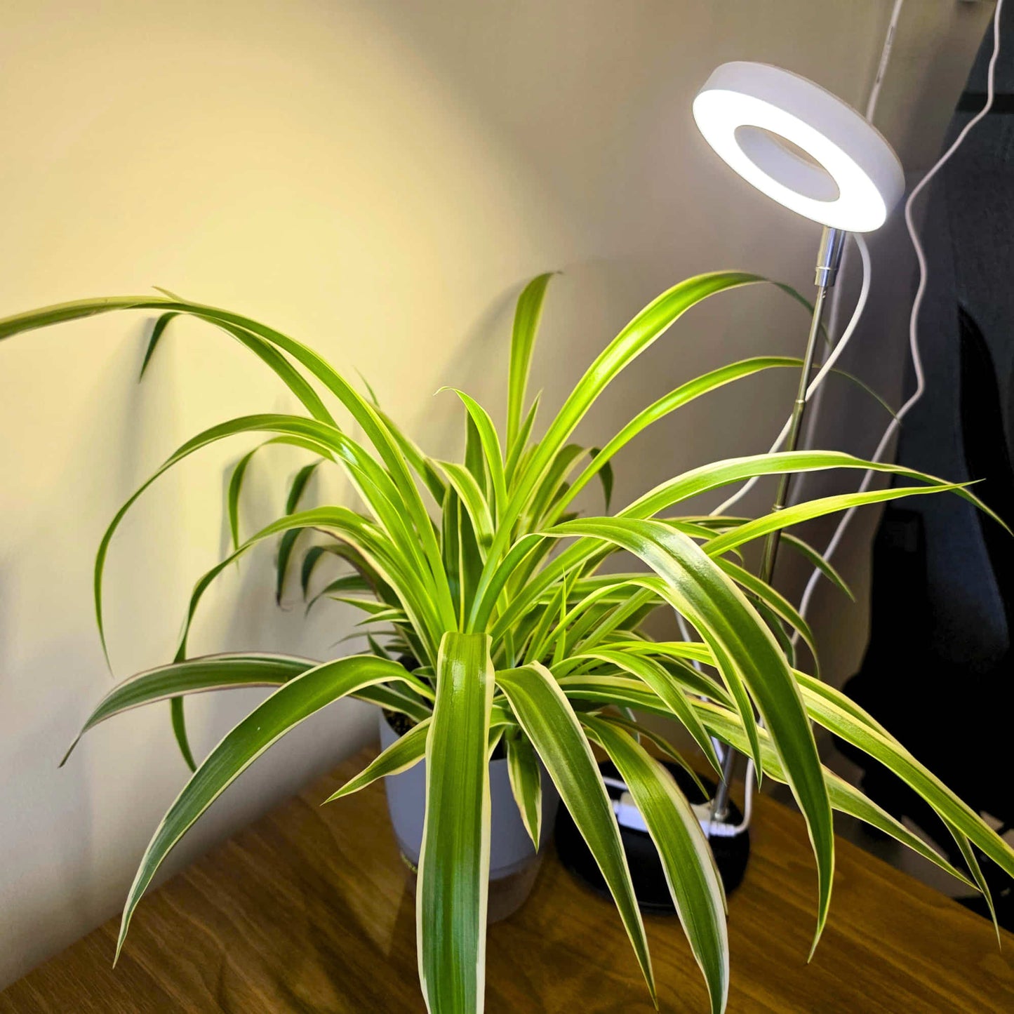 Round Plant Grow Light with Metal Base (Full Spectrum) – Adjustable Height, Automatic Timer, USB Powered (5V Safe Voltage) for Indoor/Outdoor Plants