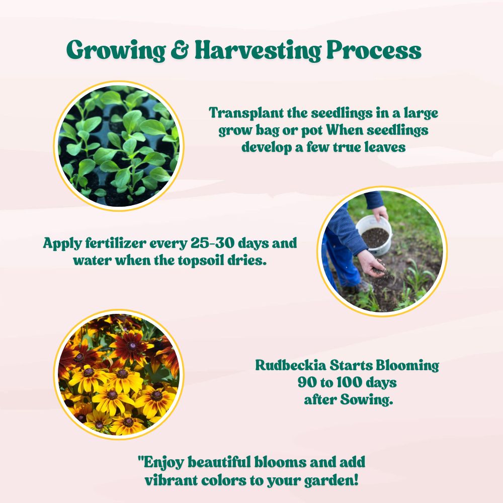 Rudbeckia Rustic Dwarf Mixed Seeds (200 Seeds) High Germination/ Easy To grow/ Perfect for pots, balconies, or Terrace gardens