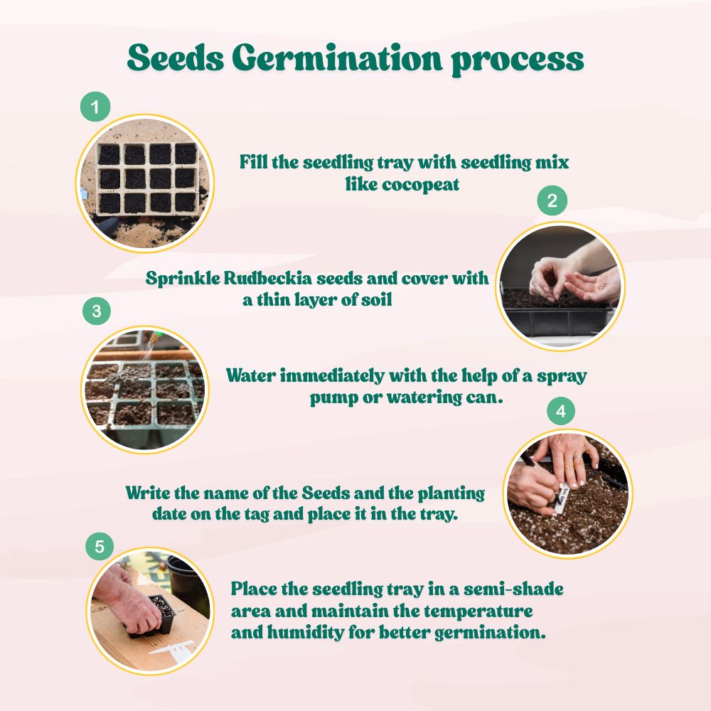 Rudbeckia Rustic Dwarf Mixed Seeds (200 Seeds) High Germination/ Easy To grow/ Perfect for pots, balconies, or Terrace gardens