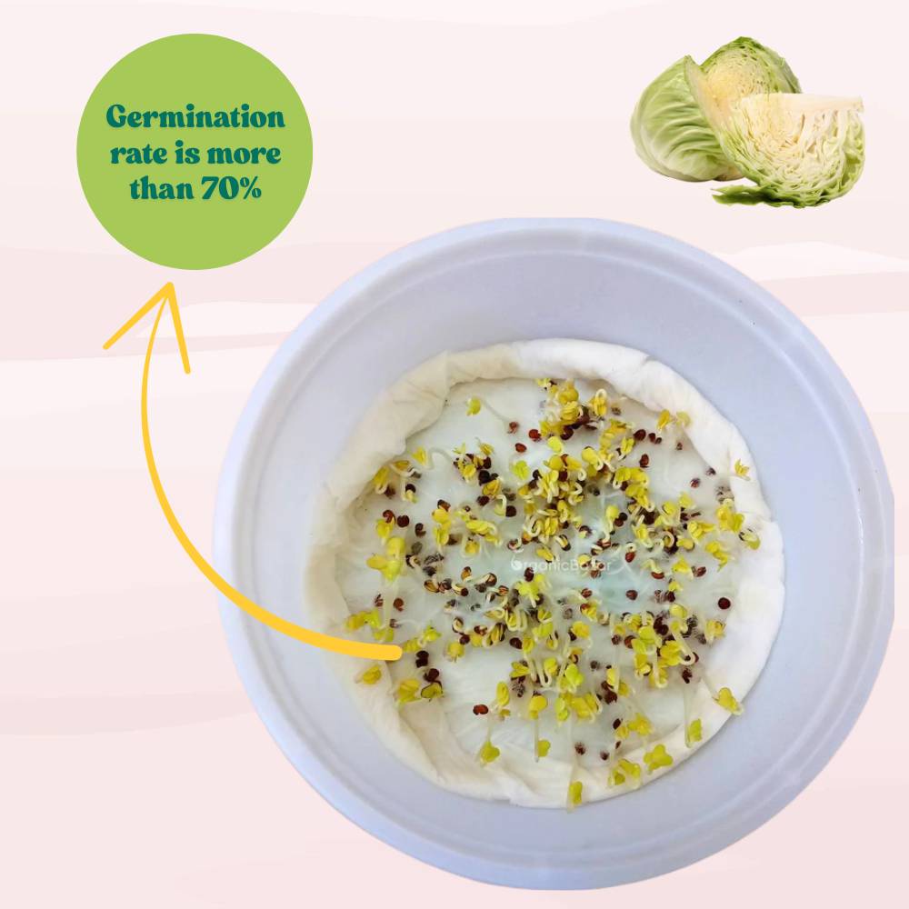 Salad Cabbage F1 Hybrid Seeds - 100 Seeds (Patta Gobhi/पत्ता गोभी के बीज) High Germination / Easy to Grow / Ideal for Terrace/Kitchen Gardening