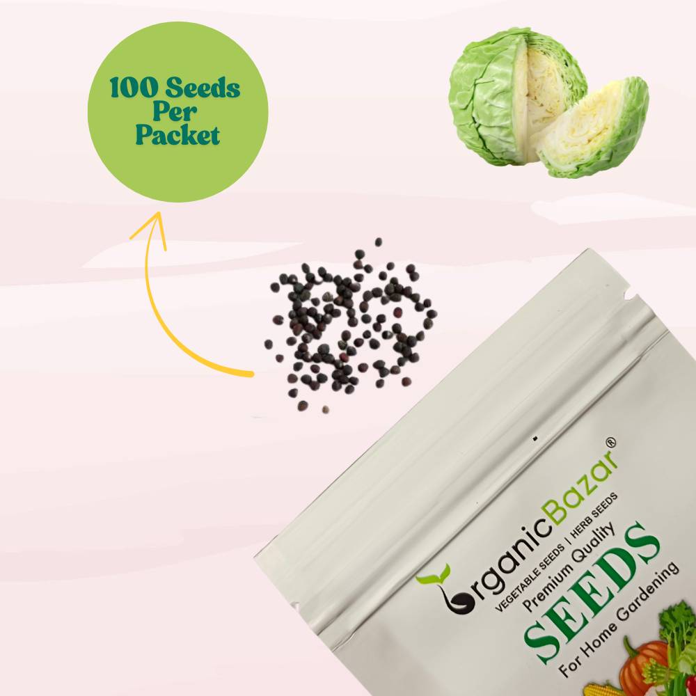 Salad Cabbage F1 Hybrid Seeds - 100 Seeds (Patta Gobhi/पत्ता गोभी के बीज) High Germination / Easy to Grow / Ideal for Terrace/Kitchen Gardening