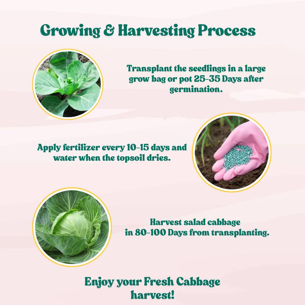 Salad Cabbage F1 Hybrid Seeds - 100 Seeds (Patta Gobhi/पत्ता गोभी के बीज) High Germination / Easy to Grow / Ideal for Terrace/Kitchen Gardening