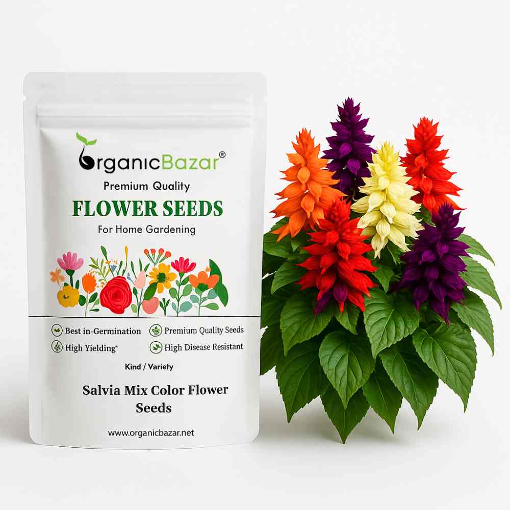 Salvia Mix Color Flower Seeds (20 Seeds)