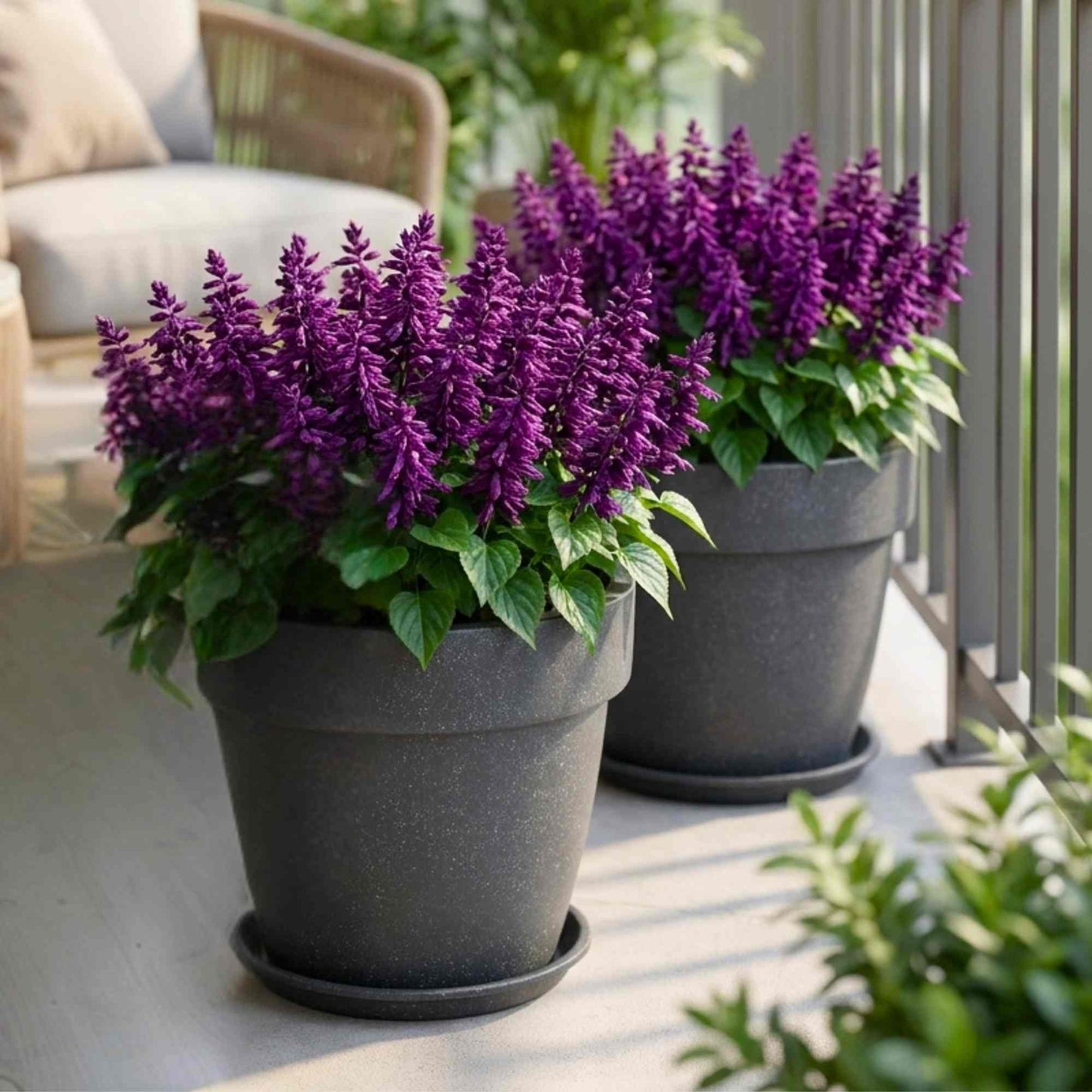 Salvia Vista Purple Flower Seeds (20 Seeds) High Germination/ Easy To grow/ Perfect for pots, balconies, or Terrace gardens