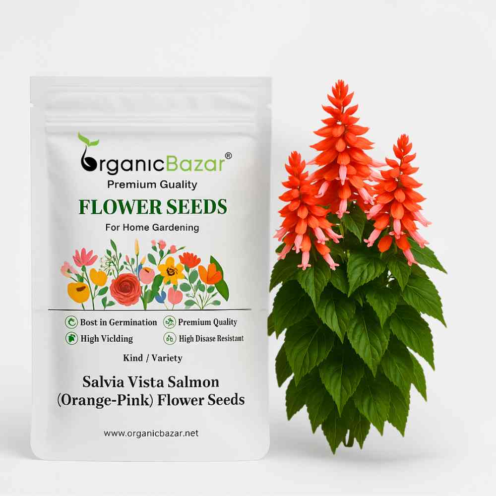 Salvia Vista Salmon (Orange-Pink) Flower Seeds (20 Seeds) High Germination/ Easy To grow/ Perfect for pots, balconies, or Terrace gardens