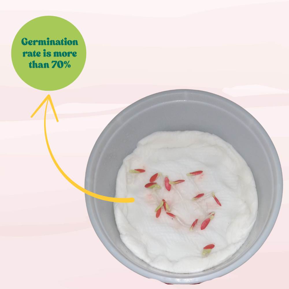 Sambar Cucumber Seeds - 15 Seeds (Phoot kakdi/सांबर कुकुम्बर के बीज) High Germination, Easy to Grow Seeds For Terrace Gardening