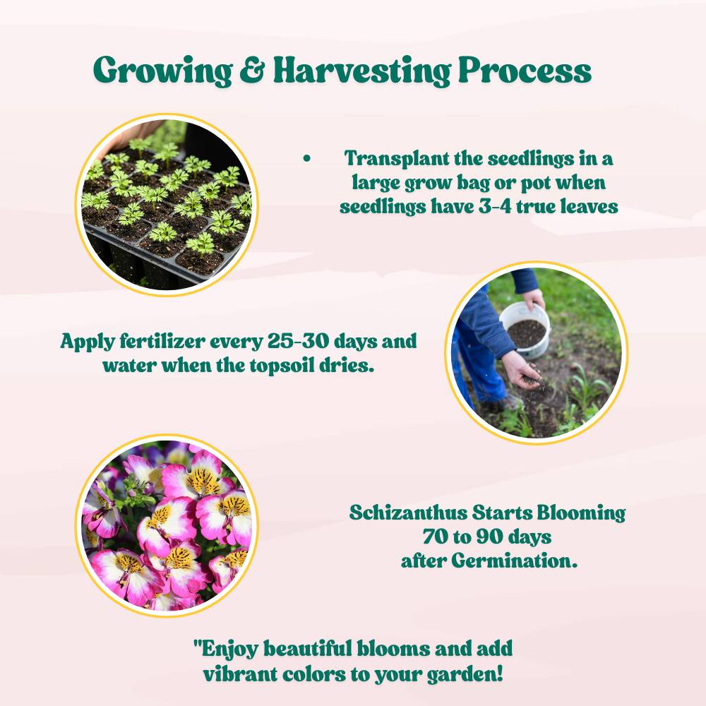 Schizanthus Angel Wings Mix Seeds (200 Seeds) Easy To grow/ Perfect for pots, balconies, or Terrace gardens