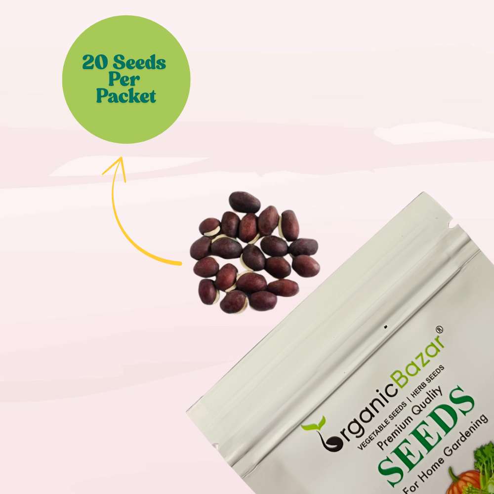 Sem Phali / Dolichos Beans Pole Type Seeds - 20 Seeds (सेम फली के बीज) Easy To grow, High Germination, High Yield Seeds for Home Gardening