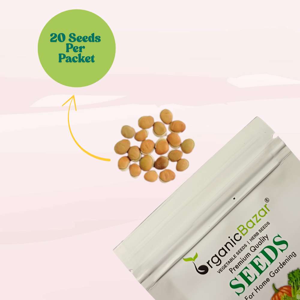 Sem Phali/ Dolichos Beans (Barahmasi) Seeds - 20 Seeds (सेम फली के बीज) Easy To grow, High Germination, High Yield Seeds for Home Gardening
