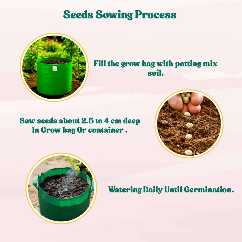 Sem Phali/ Dolichos Beans (Barahmasi) Seeds - 20 Seeds (सेम फली के बीज) Easy To grow, High Germination, High Yield Seeds for Home Gardening