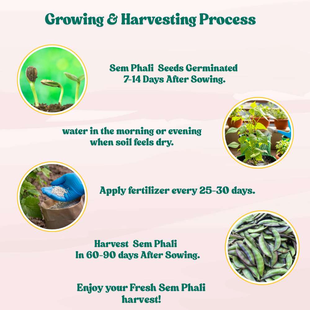 Sem Phali/Lima Beans Seeds Bush Type - 20 Seeds (सेम फली के बीज) Easy To grow, High Germination, High Yield Seeds for Home Gardening