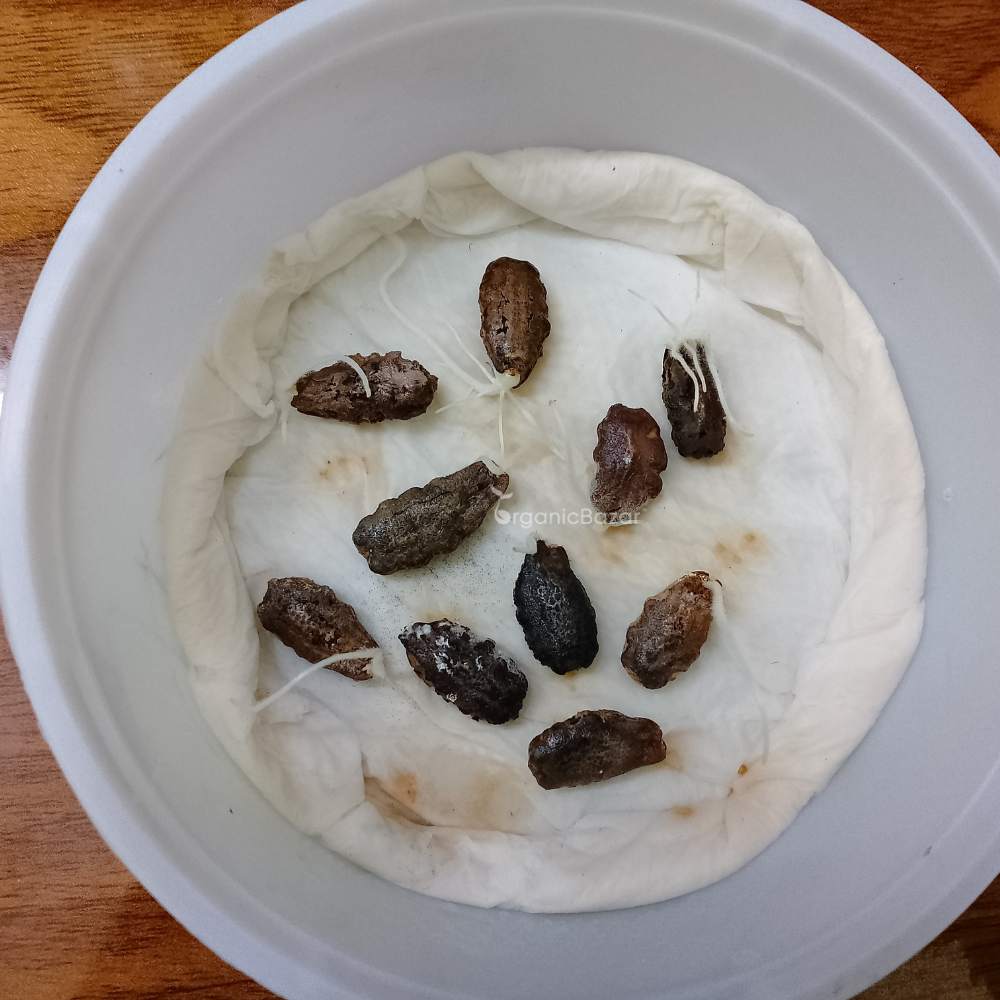 Snake Gourd Extra long Seeds - 10 Seeds (Chichinda/चिचिंडा के बीज)