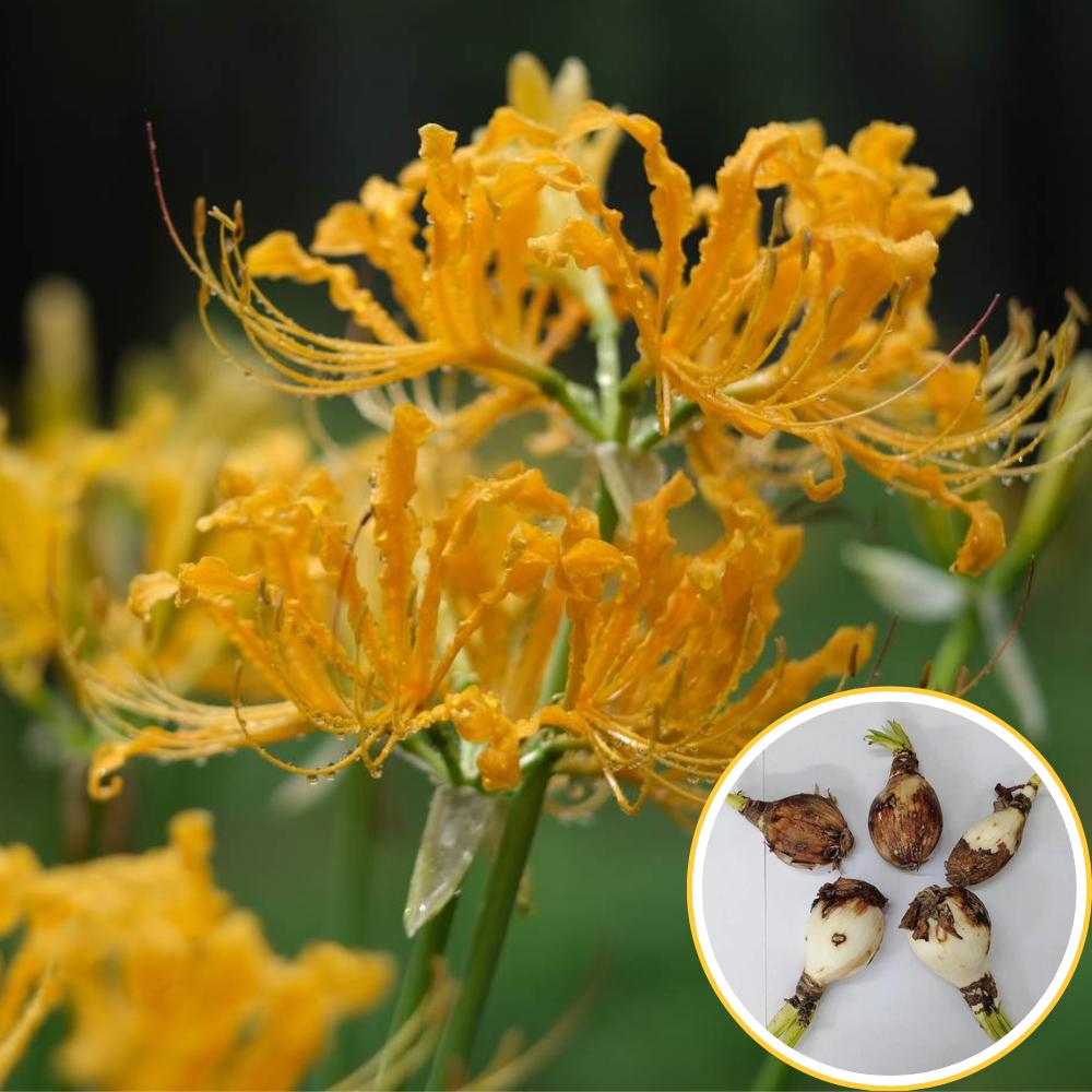 Spider Lily (Lycoris Aurea) Yellow Flower Bulbs (05N)