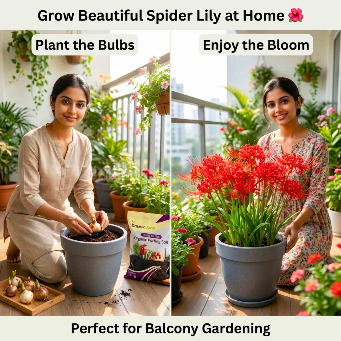 Spider Lily (Lycoris Radiata) Red Flower Bulbs