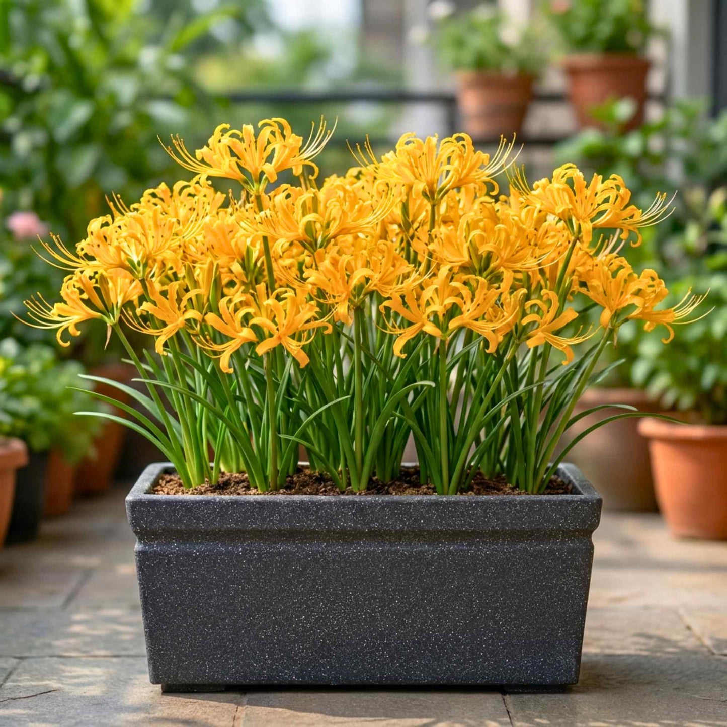 Spider Lily (Lycoris Aurea) Yellow Flower Bulbs (05N)