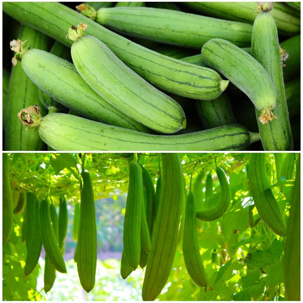 2 Different Varieties Sponge gourd Seeds Combo Pack