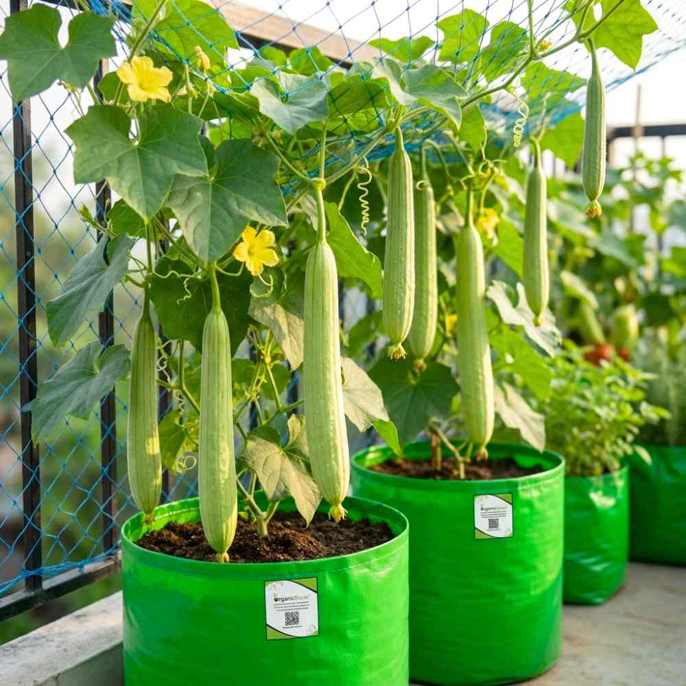 Sponge Gourd Light Green Seeds - 12 Seeds (Luffa/Gilki/गिलकी के बीज) Easy To grow, High Germination, High Yield Seeds for Home Gardening