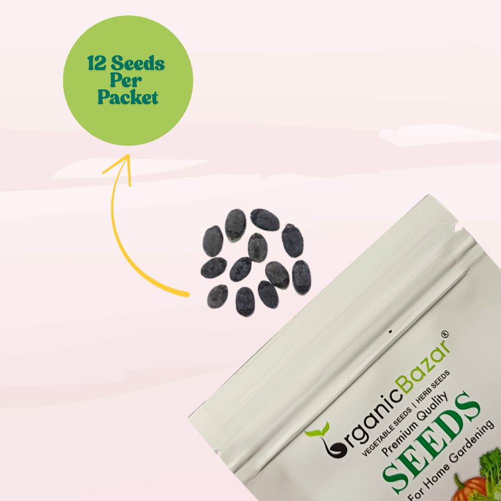 Sponge Gourd (luffa or gilki) Seeds - 12 Seeds (गिलकी के बीज) Easy To grow, High Germination, High Yield Seeds for Home Gardening