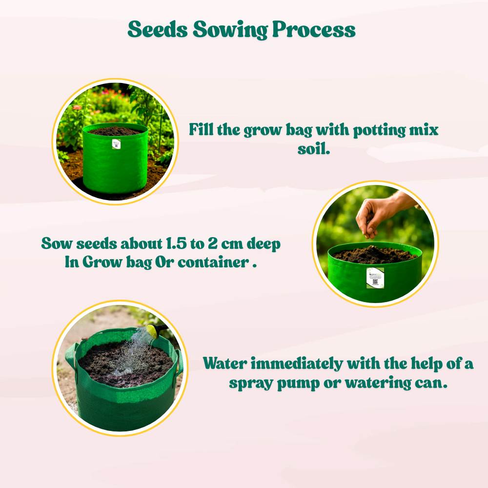 Sponge Gourd (luffa or gilki) Seeds - 12 Seeds (गिलकी के बीज) Easy To grow, High Germination, High Yield Seeds for Home Gardening