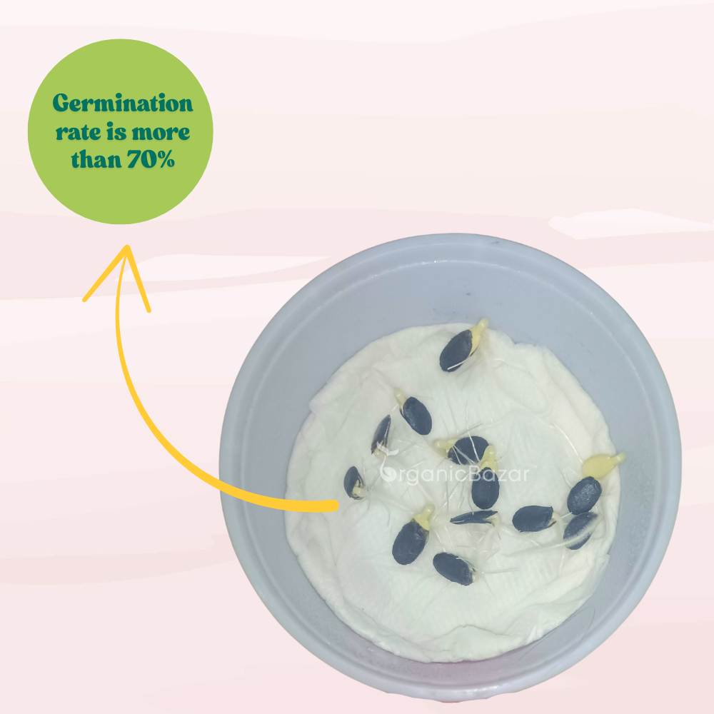 Sponge Gourd (luffa or gilki) Seeds - 12 Seeds (गिलकी के बीज) Easy To grow, High Germination, High Yield Seeds for Home Gardening