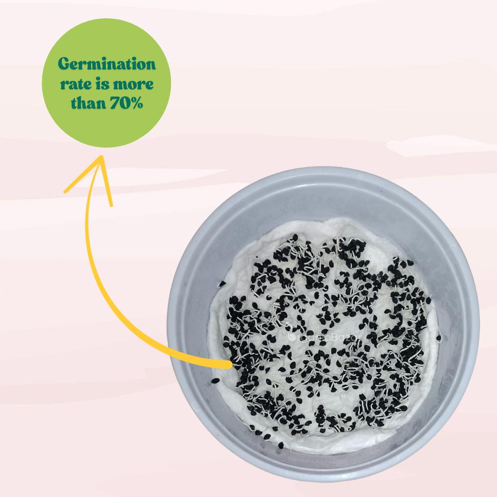 Spring Onion (Bunching Onion) Seeds - 500 Seeds ( Hari Pyaj/हरी प्याज के बीज) High Germination/Best Seeds for Terrace Gardening