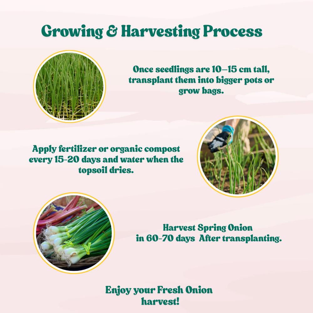 Spring Onion (Bunching Onion) Seeds - 500 Seeds ( Hari Pyaj/हरी प्याज के बीज) High Germination/Best Seeds for Terrace Gardening