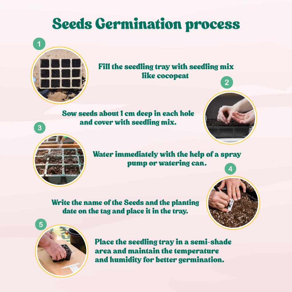 Spring Onion (Bunching Onion) Seeds - 500 Seeds ( Hari Pyaj/हरी प्याज के बीज) High Germination/Best Seeds for Terrace Gardening