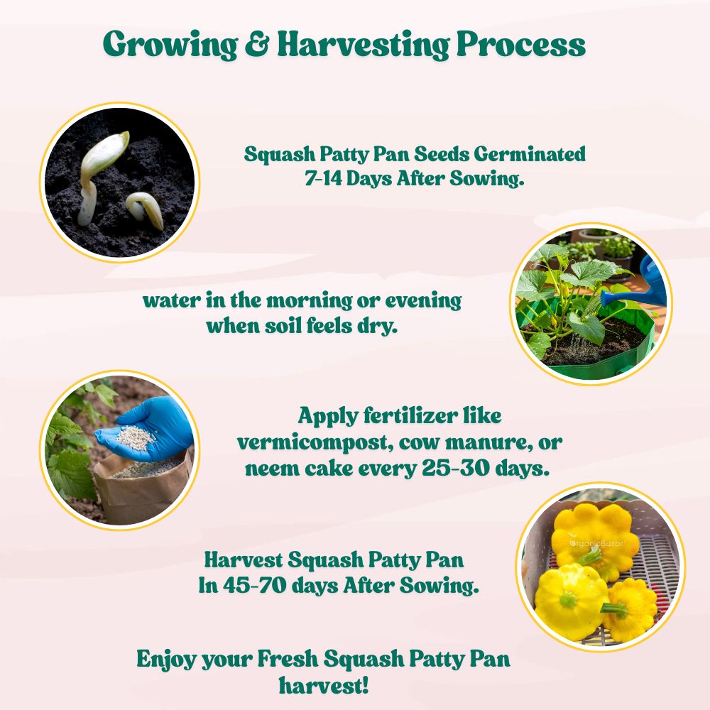 Squash Patty Pan Seeds - 10 Seeds (पैटीपैन स्क्वैश के बीज) Easy To grow, High Germination, High Yield Seeds for Home Gardening