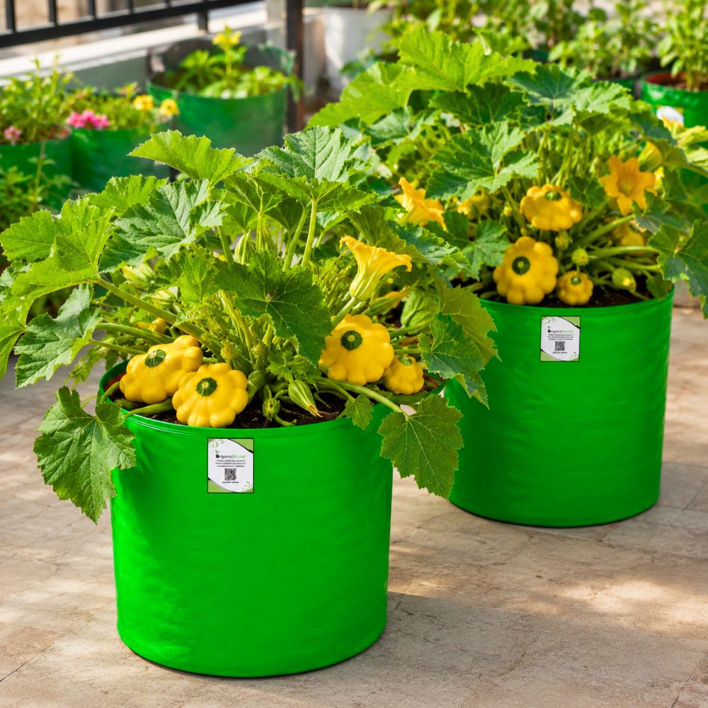 Squash Patty Pan Seeds - 10 Seeds (पैटीपैन स्क्वैश के बीज) Easy To grow, High Germination, High Yield Seeds for Home Gardening