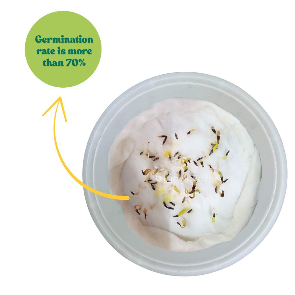 Statice Pacific Mix Seeds (50 Seeds) High Germination/ Easy To grow/ Perfect for pots, balconies, or Terrace gardens